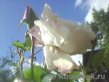 New Dawn 