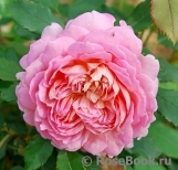 Jubilee Celebration® Jubilee Celebration®