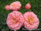 Peach Clementine Peach Clementine