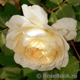 Crocus Rose® Crocus Rose®