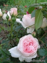 The Wedgwood Rose The Wedgwood Rose