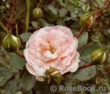 Mini Eden Rose Mini Eden Rose
