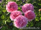 Princess Alexandra of Kent Princess Alexandra of Kent