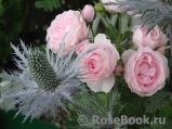 Hans Gonewein Rose Hans Gonewein Rose