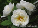 Uetersener Klosterrose Uetersener Klosterrose