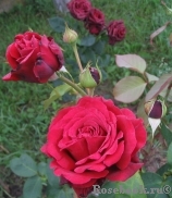 Black Prince Black Prince