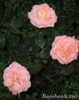 Candia Candia