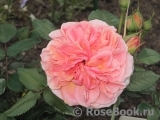 Augusta Luise Augusta Luise