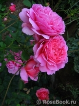 Princess Alexandra of Kent Princess Alexandra of Kent
