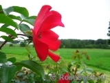 Robusta Robusta