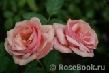 Stefanie´s Rose 