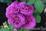 Heidi Klum Rose Heidi Klum Rose