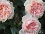 Garden of Roses Garden of Roses