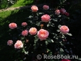 Bloom of Ruth Bloom of Ruth