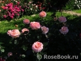 Bloom of Ruth Bloom of Ruth