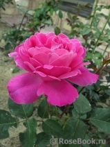Pink Peace Pink Peace