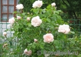 Generous Gardener, The Generous Gardener, The
