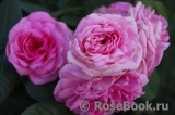 Mary Rose