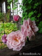 Blossomtime Blossomtime