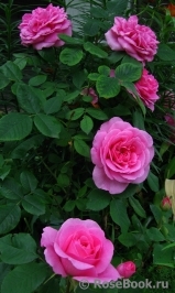 Gertrude Jekyll Gertrude Jekyll