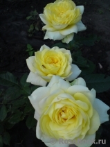 Tete d'Or Tete d'Or