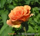 Ashram Ashram