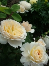 Crocus Rose® Crocus Rose®