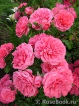 Rosarium Uetersen Rosarium Uetersen