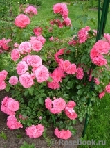 Rosarium Uetersen Rosarium Uetersen