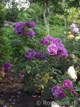 Rhapsody in Blue Rhapsody in Blue