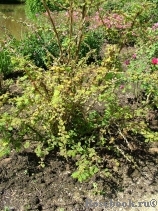 Rosa sericea Pteracantha Rosa sericea Pteracantha