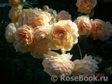Crown Princess Margareta® Crown Princess Margareta®