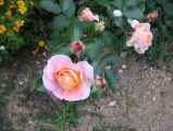 Sangerhauser Jubilaumsrose Sangerhauser Jubilaumsrose