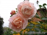 Sangerhauser Jubilaumsrose Sangerhauser Jubilaumsrose