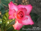 Rose Gaujard Rose Gaujard