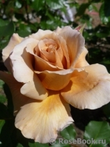 Julia's Rose Julia's Rose