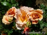 Julia's Rose Julia's Rose