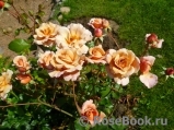 Julia's Rose Julia's Rose