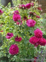Falstaff® Falstaff®