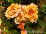 Julia's Rose Julia's Rose