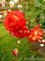 Midsummer Midsummer