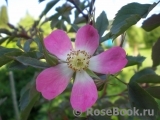 Rosa glauca Rosa glauca