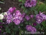Rhapsody in Blue Rhapsody in Blue