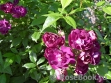 Violetta Violetta