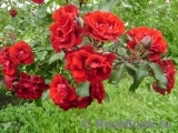 Roter Korsar Roter Korsar