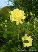 Friesia Friesia