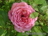 Jubilee Celebration® Jubilee Celebration®
