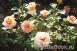 Garden Glory Garden Glory