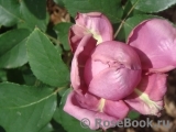Gertrude Jekyll Gertrude Jekyll