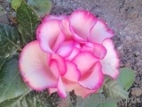 Spanish Dancer